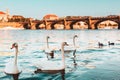 White swans on Vltava river in Prague Royalty Free Stock Photo