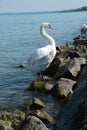 White swans waiting for food Royalty Free Stock Photo