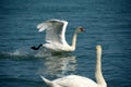 White swans waiting for food Royalty Free Stock Photo