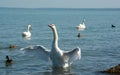 White swans waiting for food Royalty Free Stock Photo