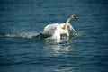 White swans waiting for food Royalty Free Stock Photo