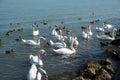 White swans waiting for food Royalty Free Stock Photo