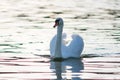 White swans in the water photo in contre-jour