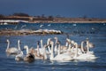 White swans on the water Royalty Free Stock Photo