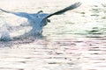 White swans in the water photo in contre-jour