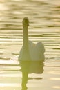 White swans in the water photo in contre-jour