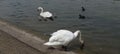 white swans in a river drinking water in Lodnon the hyde park river