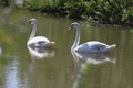White swans on the lake Royalty Free Stock Photo