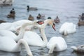 White swans on water in winter cold day swimming on river. migratory birds in Ukraine river Dnepr Royalty Free Stock Photo