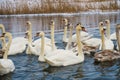 Swans in winter on the lake Royalty Free Stock Photo