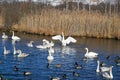 White swans in winter on unfrozen lake