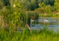 White swans with young cygnets Royalty Free Stock Photo