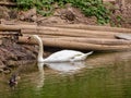 White swansand wood duck.jpg