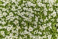 White sweet alyssum flowers background Royalty Free Stock Photo