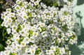 A White Sweet Alyssum Lobularia maritima flower is a delicate carpet of tiny flowers in Full Bloom, in a spring season. Royalty Free Stock Photo