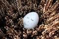 White sweet dormant sleeping egg in heather plant flowers in Easter spring