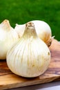 White sweet doux french salad onions vegetables on food market close up Royalty Free Stock Photo