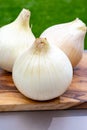 White sweet doux french salad onions vegetables on food market close up Royalty Free Stock Photo