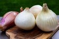 White sweet doux french salad onions vegetables on food market close up