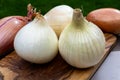 White sweet doux french salad and purple shallots onions vegetables on food market close up Royalty Free Stock Photo