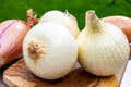 White sweet doux french salad and purple shallots onions vegetables on food market close up Royalty Free Stock Photo