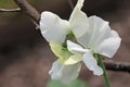 White sweet pea flowers in close up Royalty Free Stock Photo