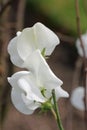 White sweet pea flowers in close up Royalty Free Stock Photo