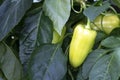 White sweet pepper grows in the field. Harvest of organic vegetables on eco-friendly agriculture land and farming