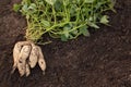 White sweet potato just dug. Roots of sweet potato on soil background Royalty Free Stock Photo