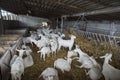 White Swiss Saanen goats on the farm Royalty Free Stock Photo