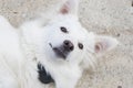White swiss shepard, white dog Royalty Free Stock Photo