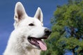 White Swiss Shepherd