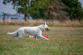 White Swiss Shepherd