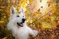 White Swiss shepherd dog in autumn with leaves on his head