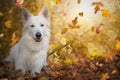 White Swiss shepherd dog in autumn