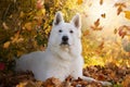 White Swiss shepherd dog in autumn