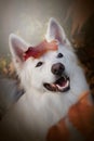 White Swiss shepherd dog in autumn smiling with a leaf on his head Portrait