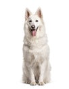 White Swiss Shepherd Dog, isolated