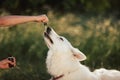 White Swiss Shepherd licking pipette with CBD oil