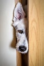 White swiss shepherd dog looking through a barn door