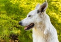 White Swiss Shepherd dog profile on the natural green background Royalty Free Stock Photo