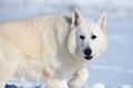 White Swiss Shepherd dog running on snow Royalty Free Stock Photo