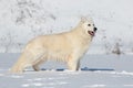 White Swiss Shepherd dog running on snow Royalty Free Stock Photo