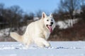 White Swiss Shepherd dog running on snow Royalty Free Stock Photo