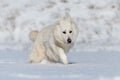 White Swiss Shepherd dog running on snow Royalty Free Stock Photo