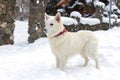 White swiss shepherd dog on the snow, winter time Royalty Free Stock Photo
