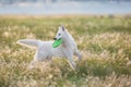 Dog on spring medow Royalty Free Stock Photo