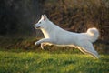 White Swiss Shepherd Dog Royalty Free Stock Photo