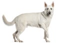 White Swiss Shepherd Dog, standing