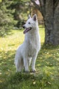 White swiss shepherd dog standing on a tree stump